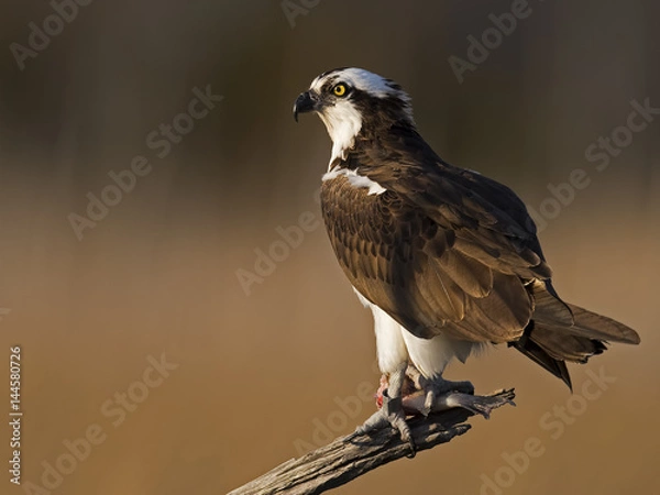 Fototapeta Male Osprey in Tree With Fish