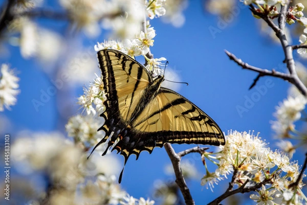 Obraz butterfly on a tree