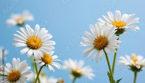 Fototapeta A serene photograph capturing a close up of delicate daisy flowers against a soft blue background, evoking a sense of tranquility and the beauty of nature in the summer season.