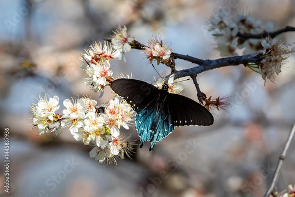 Obraz butterfly on a flower