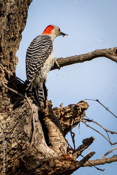 Obraz woodpecker in a tree