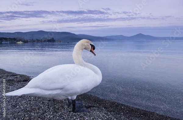 Fototapeta San bird on lake