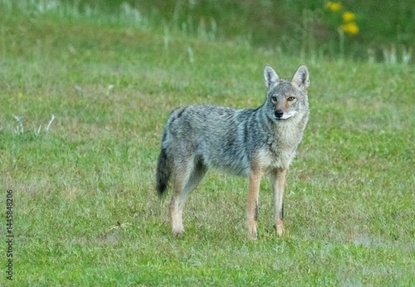 Fototapeta Eastern coyote in North Carolina on a grassy area