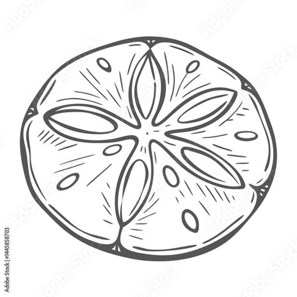 Obraz Sand Dollar Sketch - Clypeasteroida Order
