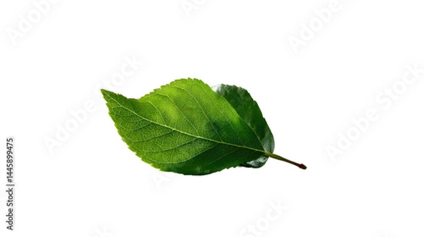 Fototapeta Vibrant Leaf Unveiled: A close-up captures a radiant green leaf, its delicate veins and intricate edges revealed, inviting viewers to observe the pure essence of nature.
