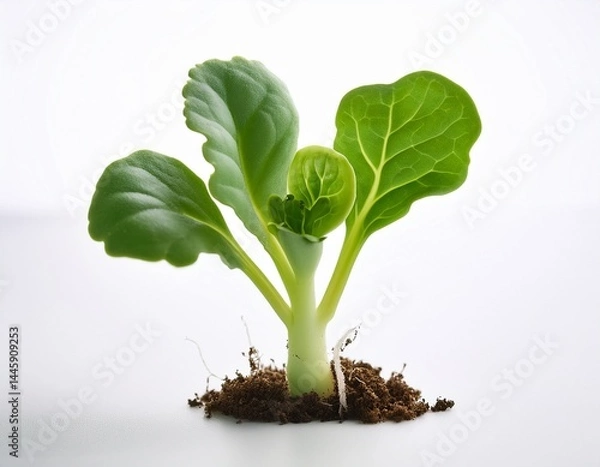 Obraz fresh kale sprout emerging on clean white surface close up concept of vibrant green germination