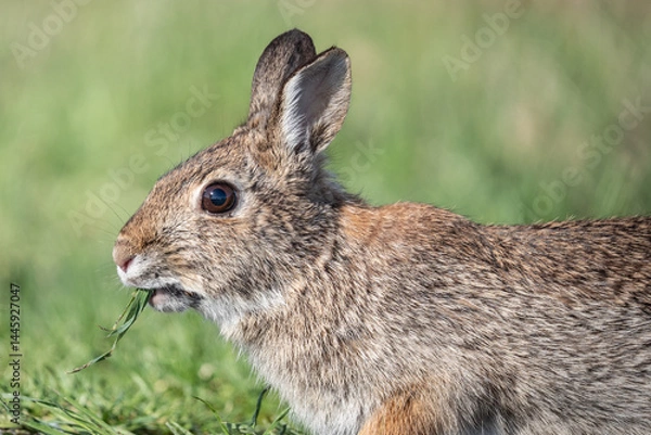 Obraz Close-up portrait of Eastern Cottontail Rabbit eating grass