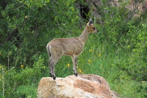 Obraz klipspringer