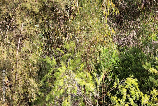 Fototapeta Native Australian bushland including hakea, callistemon, wattle and hopbush