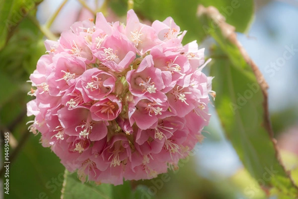 Obraz Pink snowball tree, also called Dombeya cayeuxii