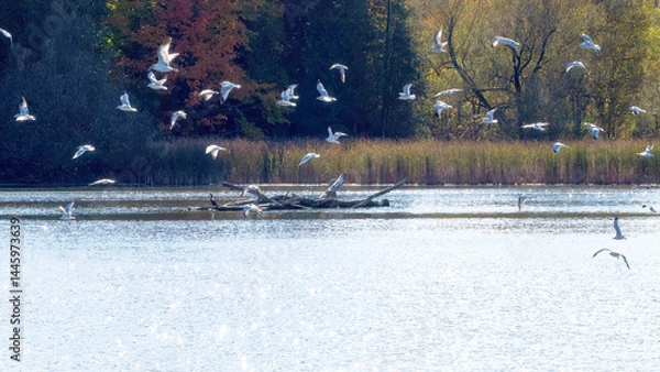 Fototapeta A flock of seagulls flying over the calm lake
