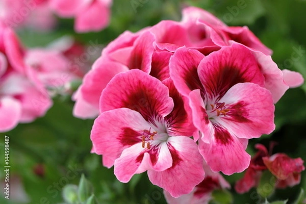 Obraz pelargonia