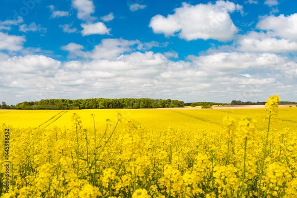 Fototapeta Rural landscape with blossoming rapeseed and a mixed forest on the horizon under a blue-white sky - 0360