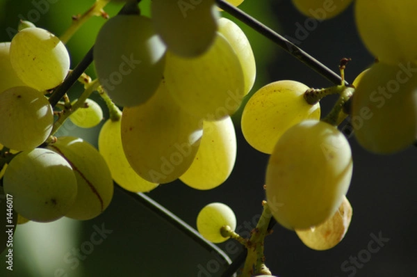 Obraz uvas blancas