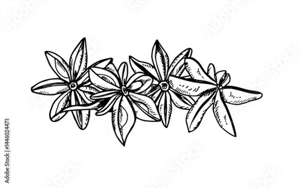 Obraz Star Anise seed pile vector black and white drawing. Monochrome dried badian heap isolated illustration. Etching drawing of aromatic seasoning for decoration of menu, spice store, Christmas drink