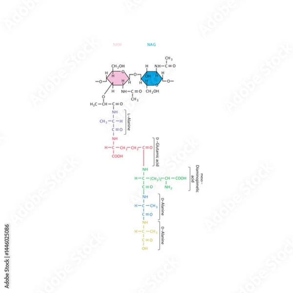 Fototapeta Peptidoglycan of E. coli molecular structure diagram - schematic illustration of NAM, NAG and 5 amino acids.