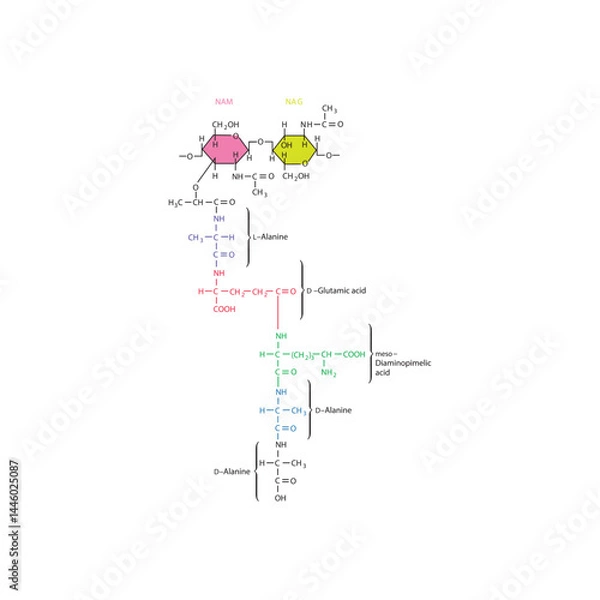 Fototapeta Peptidoglycan of E. coli molecular structure diagram - schematic illustration of NAM, NAG and 5 amino acids.