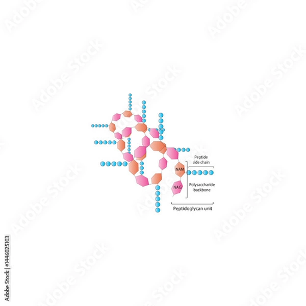 Fototapeta Helical Peptidoglycan Strand diagram. Simple schematic illustration.