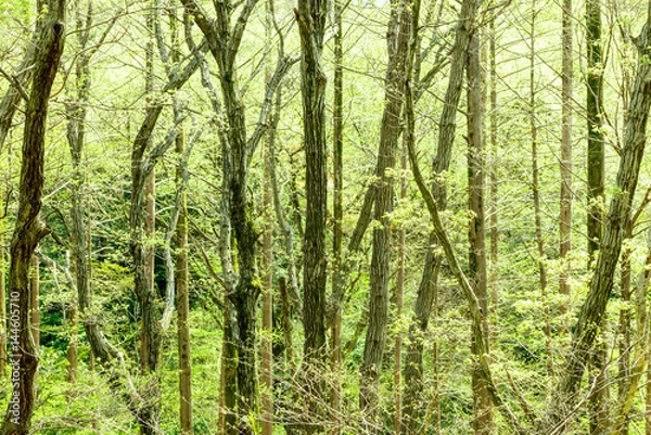 Fototapeta 新緑の樹木