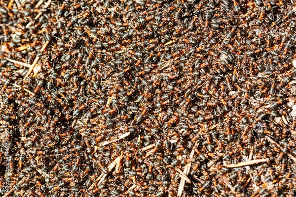 Fototapeta Close-up of the surface of the anthill. A soft focus. The background image.