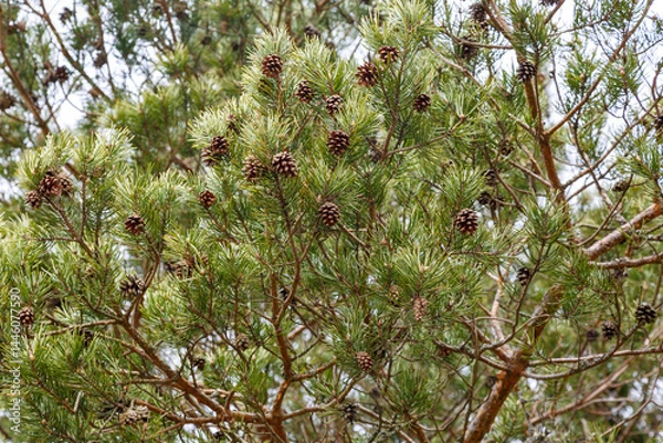 Fototapeta Pine cones are hanging on a green branch. The background image.