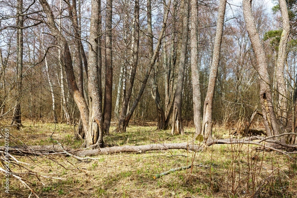 Fototapeta Old trees with bare roots and fallen bark grow in the forest. Ecological concept.