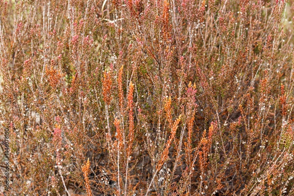 Fototapeta A natural background of red-brown heather flowers. A soft focus.
