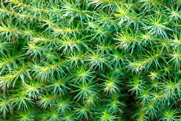 Fototapeta The background image is made of natural green moss. Close-up, soft focus.