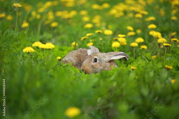 Fototapeta Easter gray rabbit and dandelion