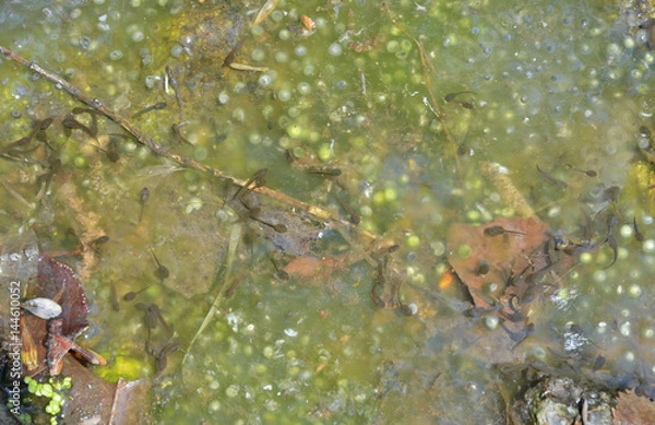 Obraz Tadpoles 3