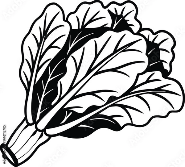 Fototapeta vector illustration of a black feather