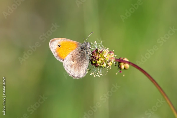 Fototapeta Small heath butterfly with orange and brown colours isolated on flower. Copy space. Fadet commun butterfly. coenonympha pamphilus.