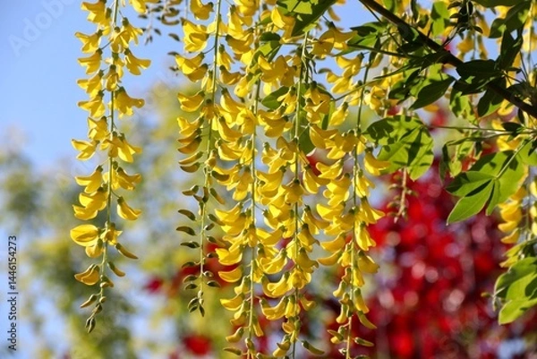 Obraz blühender Goldregen im Frühling