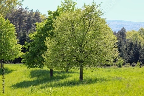 Obraz Bäume auf einer Wiese im Frrühling
