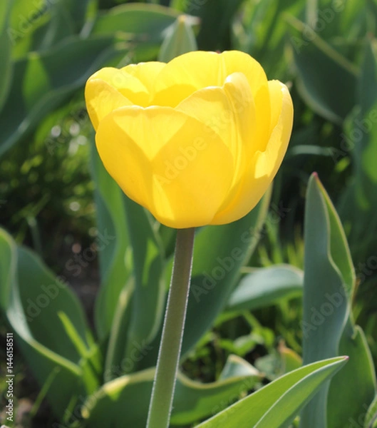 Obraz Close up of Yellow tulip on a spring day In West Yorkshire UK