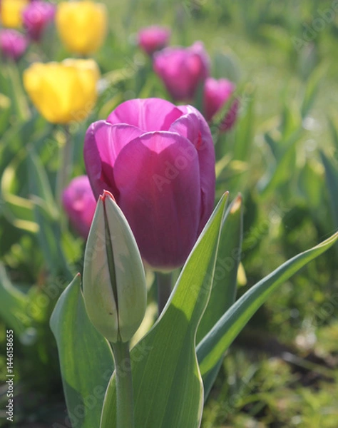 Obraz Purple tulips in a field on a spring day in the UK