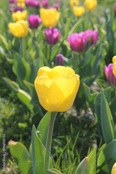 Obraz Yellow and purple tulips on a spring day in the Uk