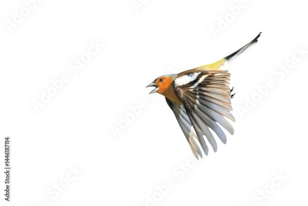 Fototapeta songbird,chaffinch in flight singing,isolated on white background