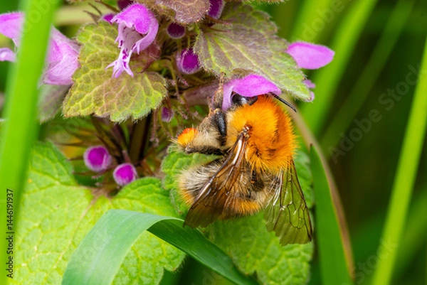 Fototapeta Bombus pascuorum (bourdon des prés) butinant une fleur violette
