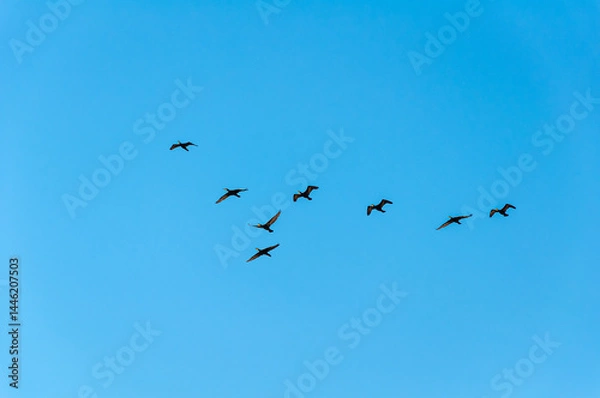 Obraz Silhouettes of birds flying in formation across a clear blue sky. A minimalist nature scene symbolizing freedom, movement, and harmony.