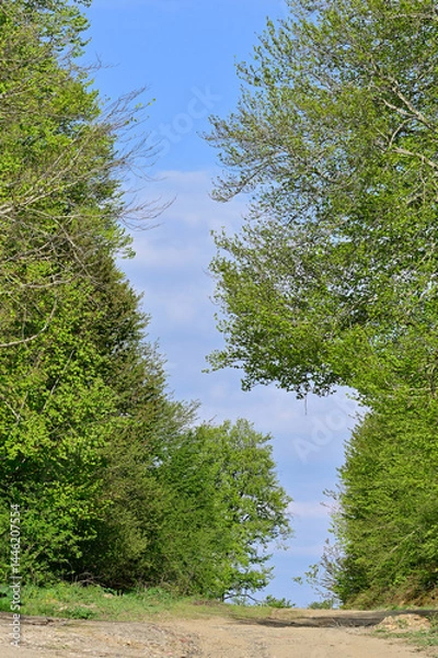 Fototapeta Mountain road through Igneada forest landscape. Scenic mountain road passing through Igneada forest with lush green hills, bare trees, and a clear blue sky. April 2025

