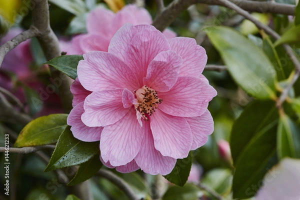 Obraz Camellia.