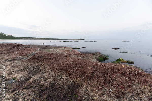 Fototapeta Seaweed-covered rocky shore in Igneada, Turkey
Wide-angle coastal view of Begendik in Demirkoy, Kirklareli, Turkey, showing seaweed-covered rocks, calm waters, and a soft April horizon.
