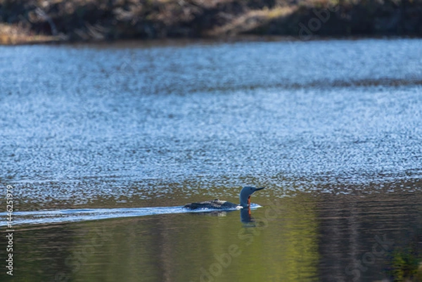 Obraz Red-throated diver (Gavia stellata) 