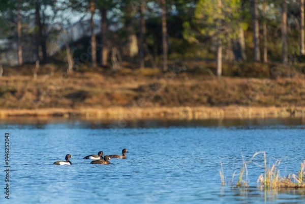 Obraz Tufted duck (Aythya fuligula)