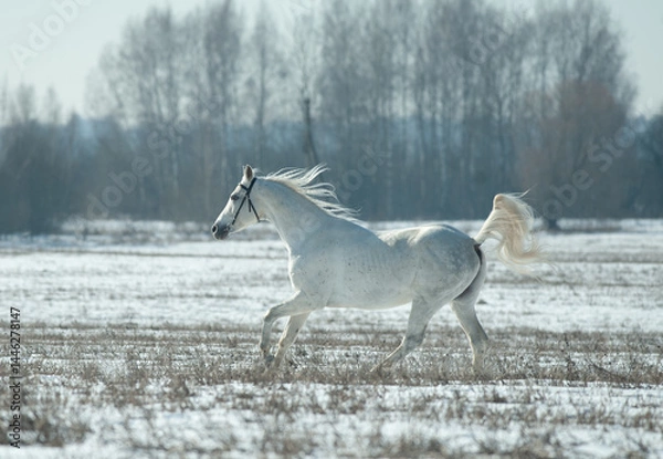 Obraz White Tersk horse runs free in winter