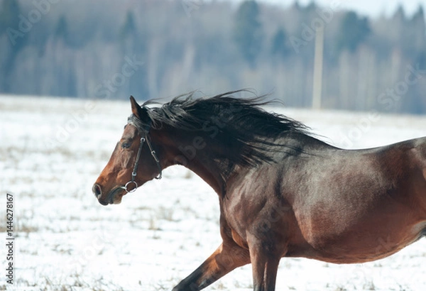 Obraz Brown Tersk horse winter portrait closeup in movement