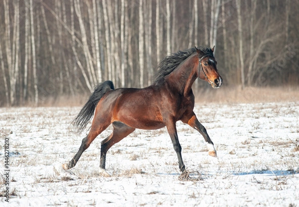 Obraz Bay Tersk horse runs free in winter