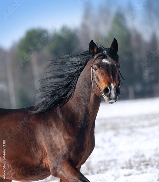 Obraz Bay Tersk horse head shot closeup in motion