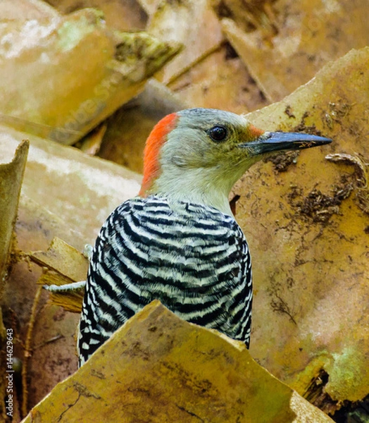 Obraz Woodpecker